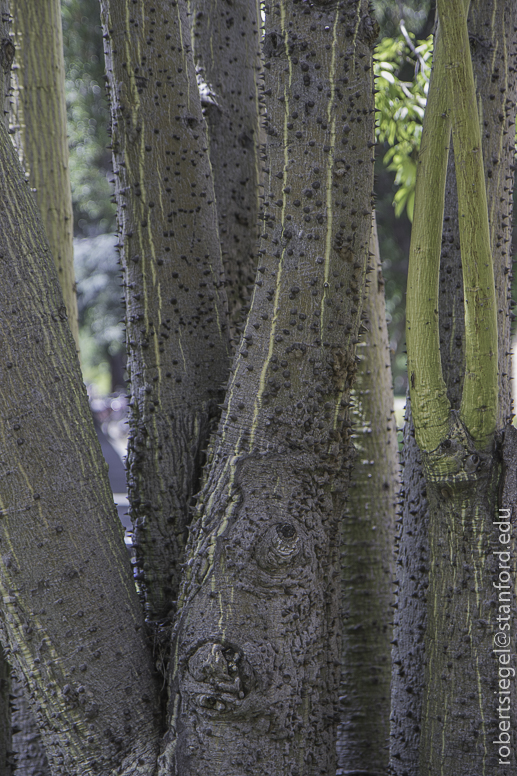 stanford tree walk 2019